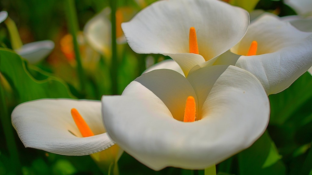 Why calla lily leaves turn yellow?