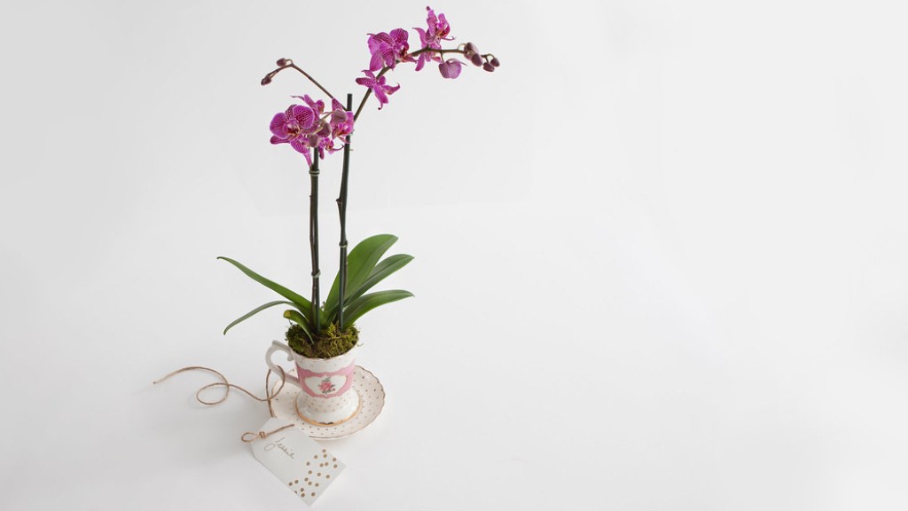 How to look after phalaenopsis orchid plant?