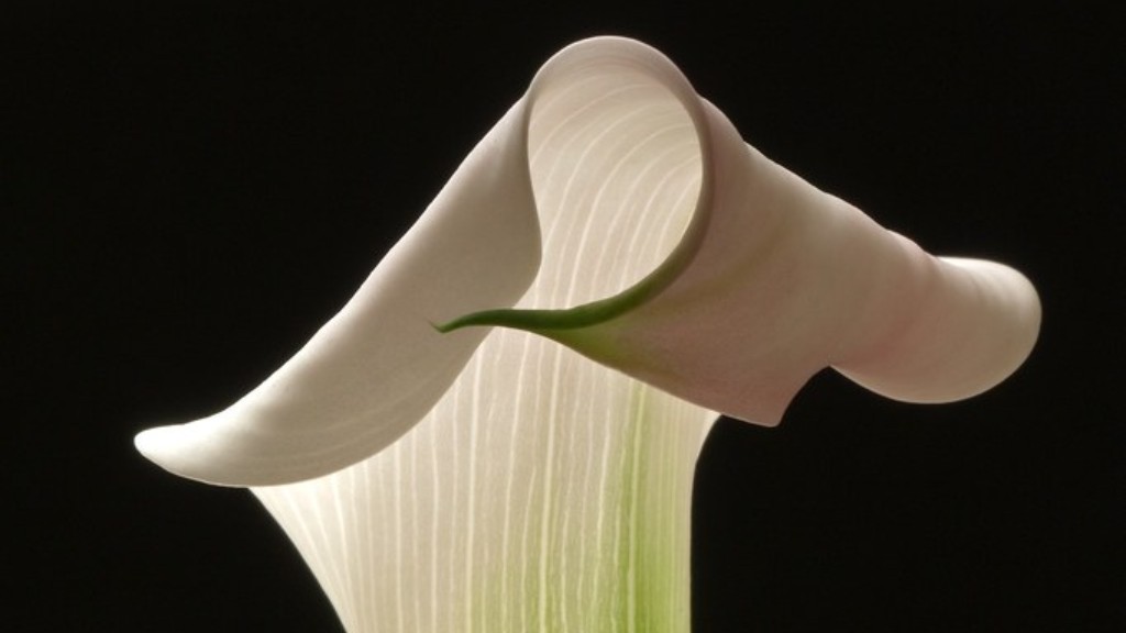 How deep to transplant calla lily?