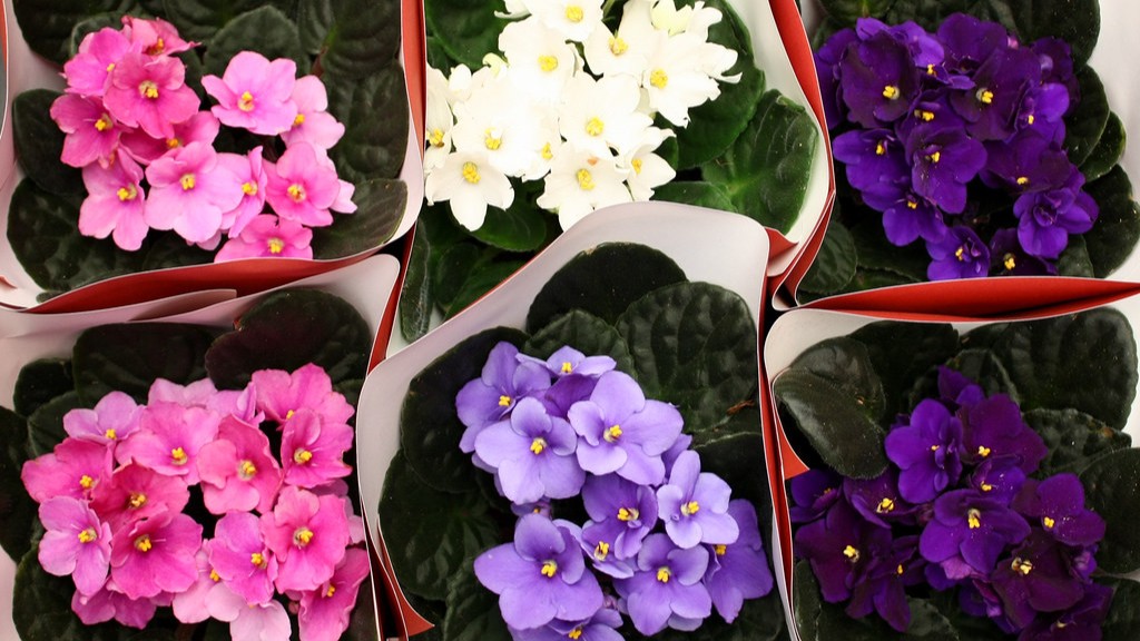 Are african violets poisonous to rats?