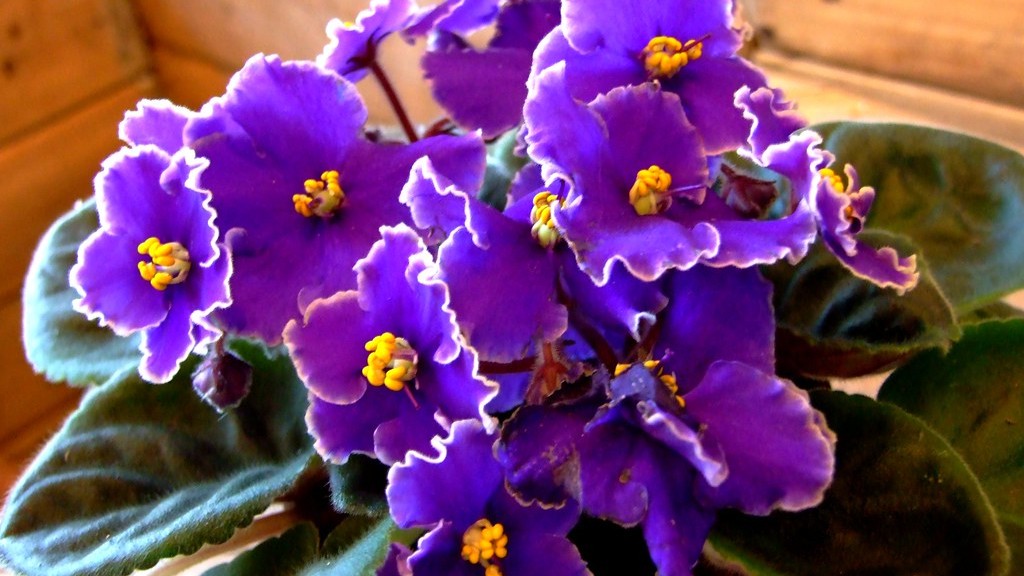 Are african violets male?