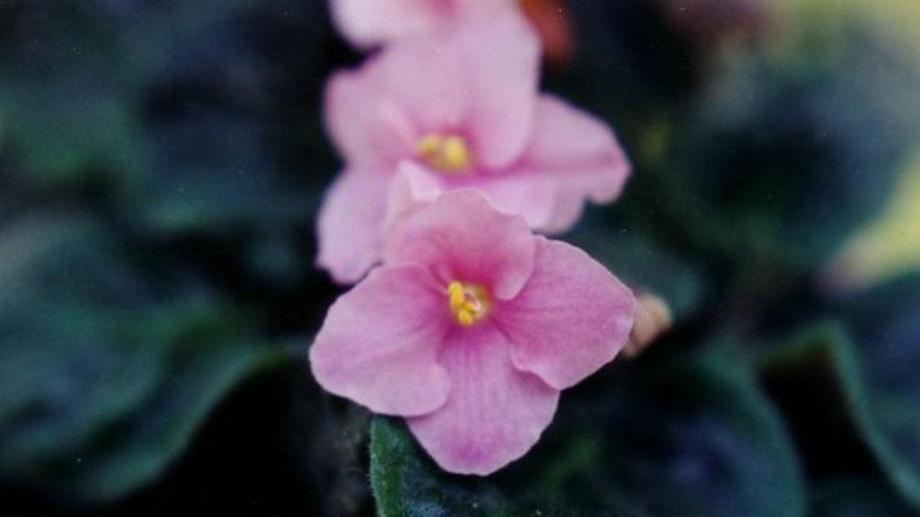 Do african violets flower all year?