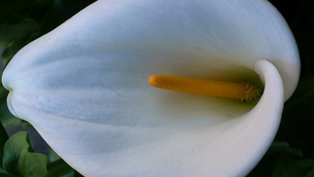 How to take care of a calla lily?