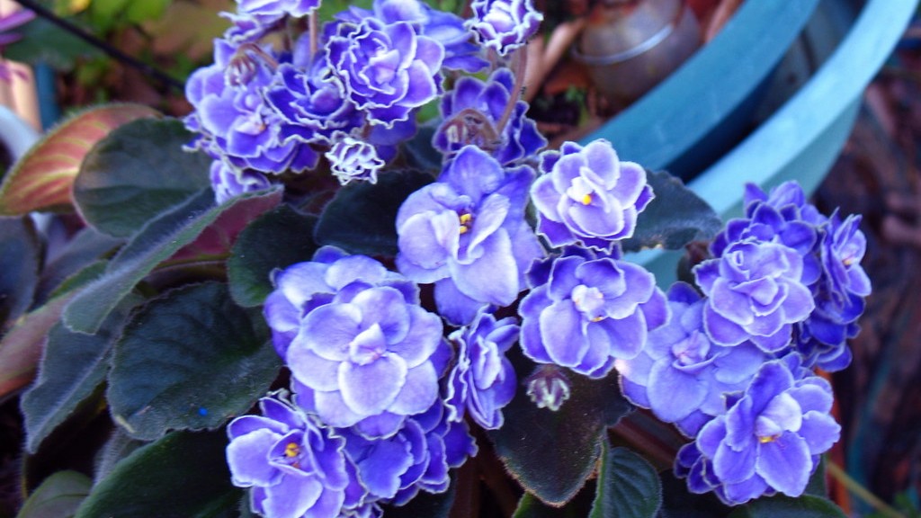 Do african violets need sunlight?