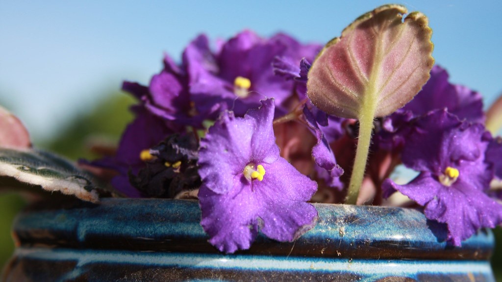 How to get african violets to bloom?