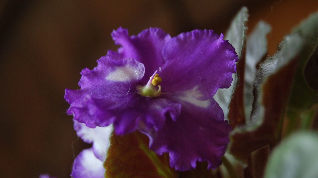 How long can african violets live?