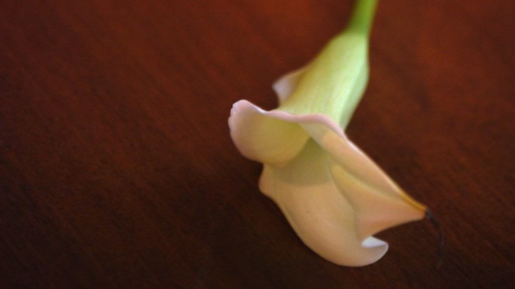 Is calla lily poisonous to humans?