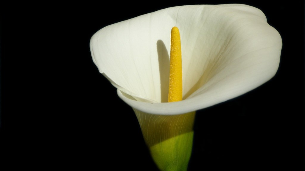 How to dry calla lily seed pods? - Grow Flovers