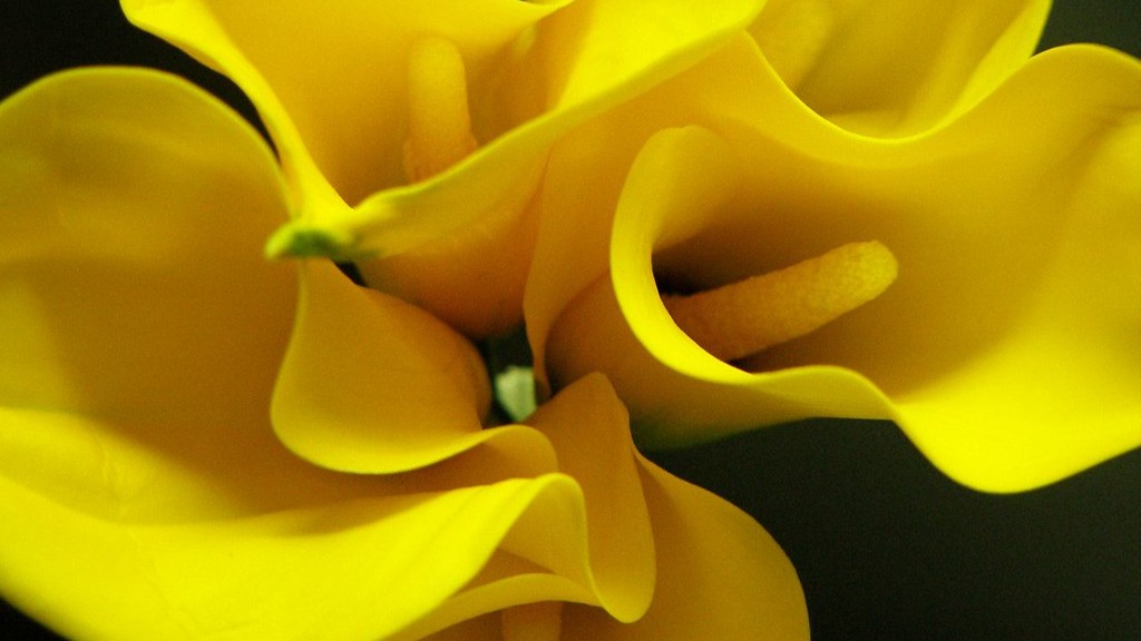 How long does a calla lily bloom?
