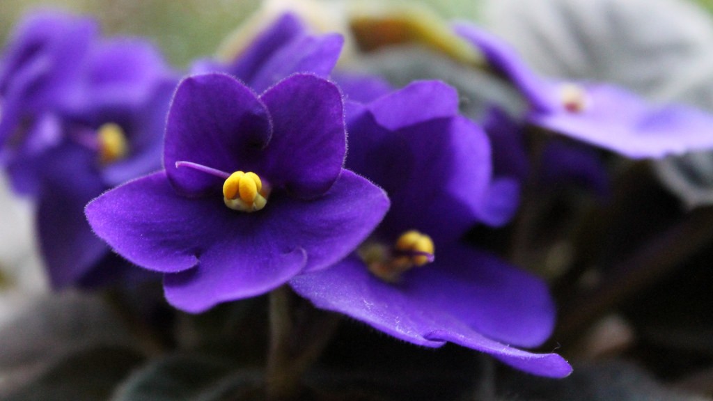 Do you remove dead flowers from african violets?