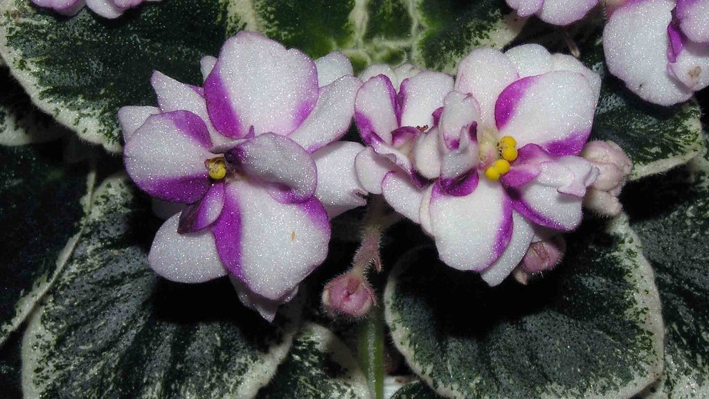 Why don’t my african violets bloom?