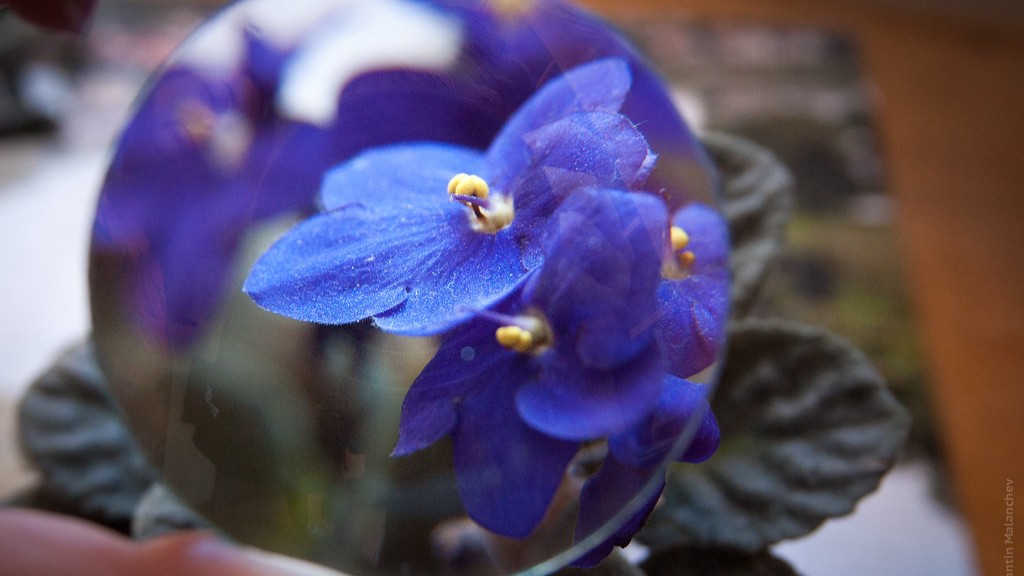 How do you split african violets?