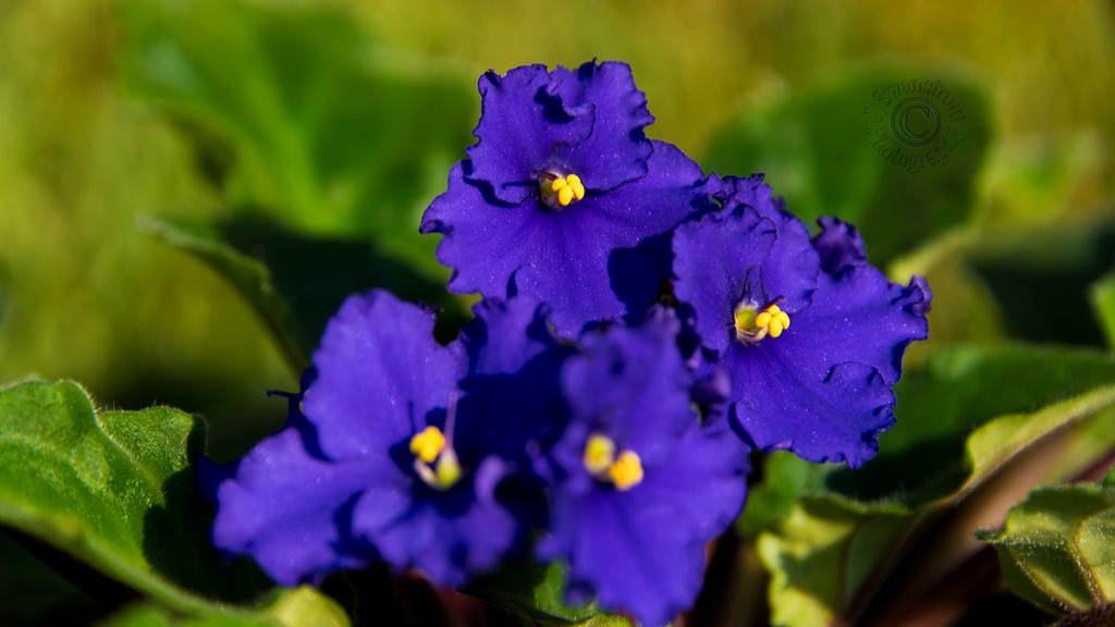 Do african violets grow outside?
