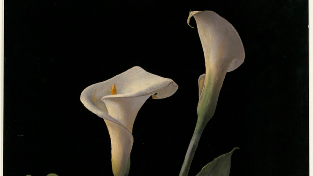 How florists use calla lily?