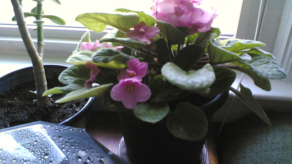 Where are african violets native to?