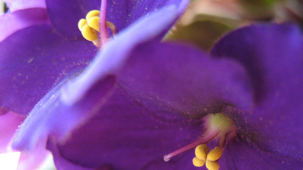Can african violets take direct sunlight?