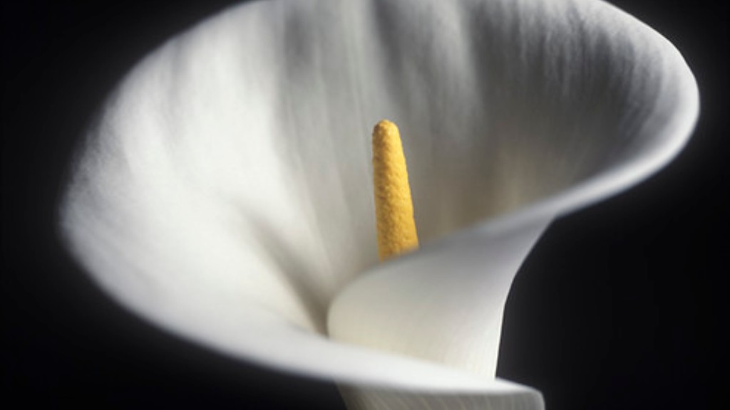 Should you soak calla lily bulbs before planting?