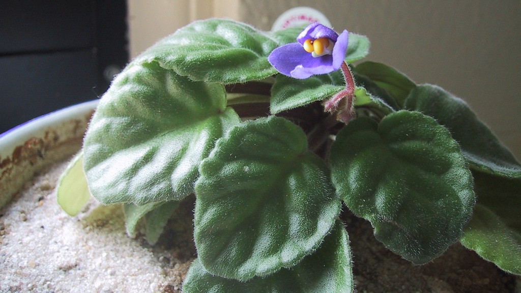 Can african violets be kept outside?