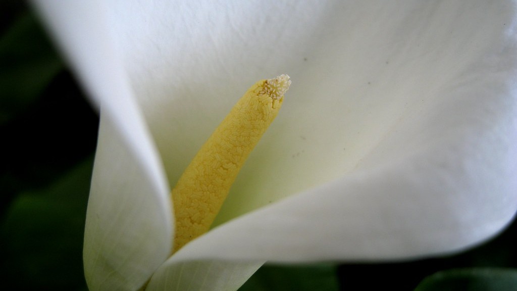 How to collect seeds from calla lily? - Grow Flovers