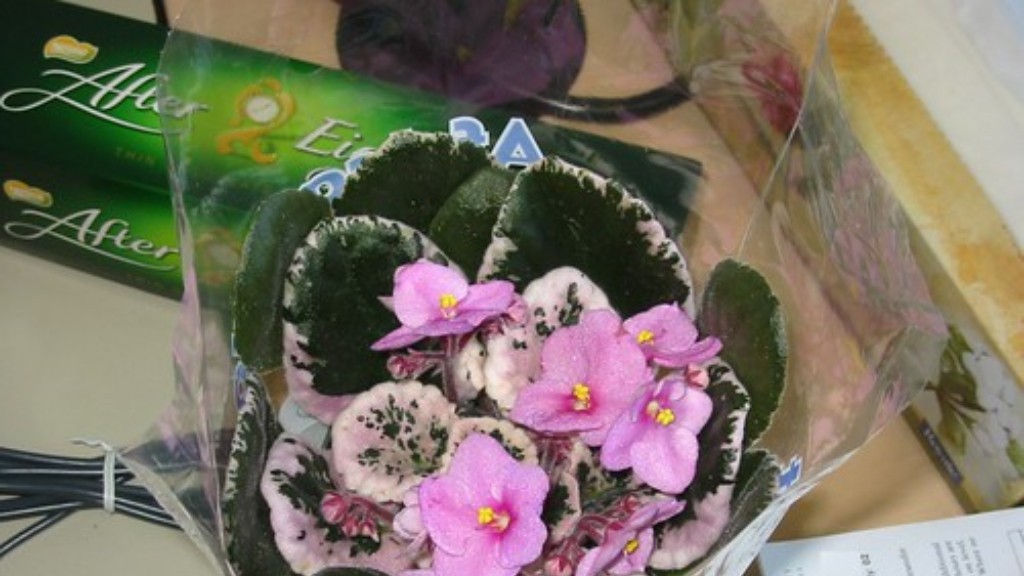 Can you put bloom buster on african violets?