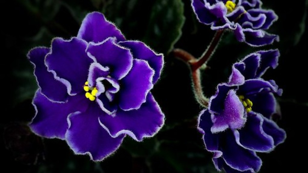 How to slip pot african violets?