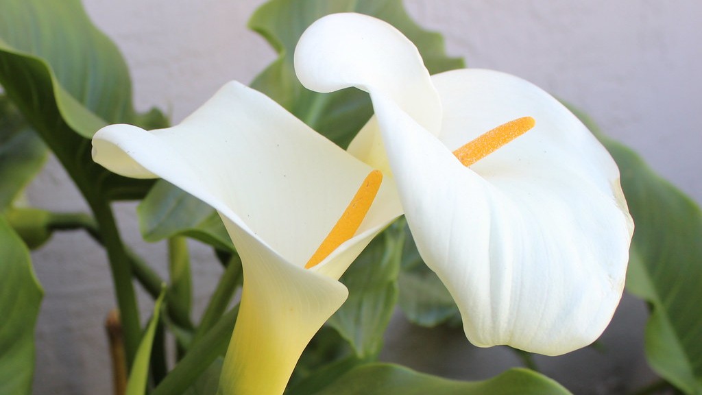 When should i plant my calla lily bulbs?