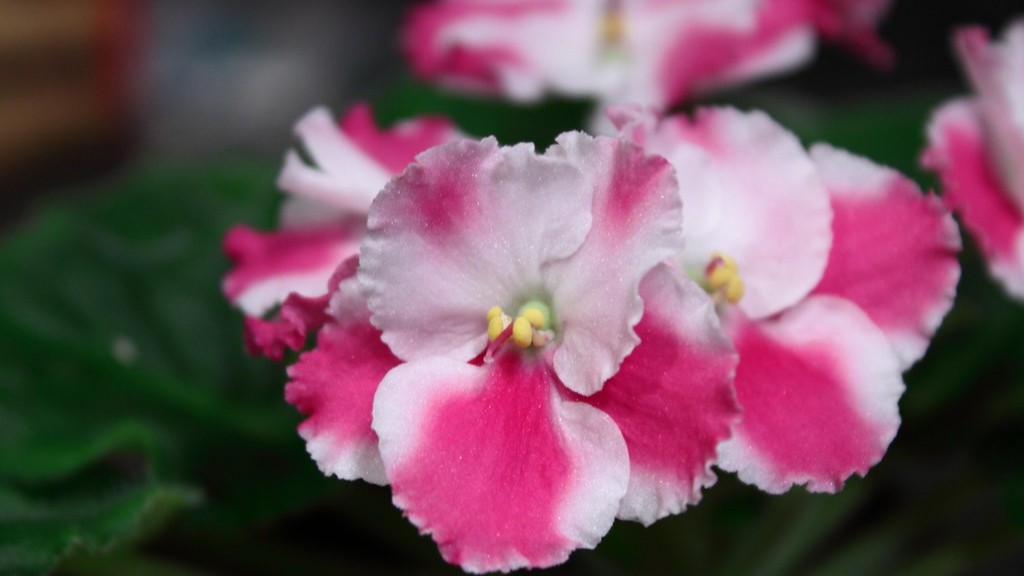 How to get african violets to bloom?