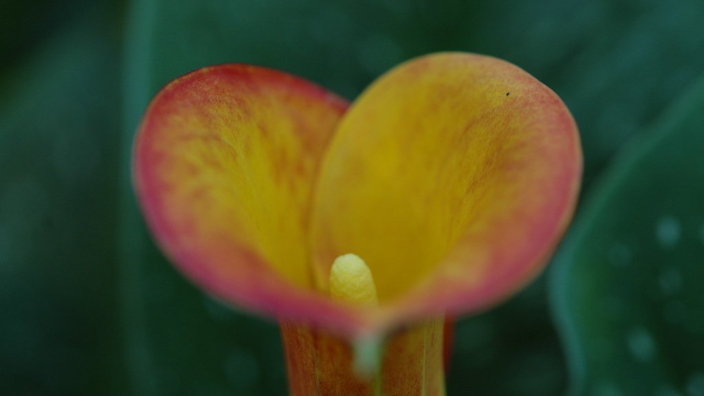 How much space does a calla lily need?