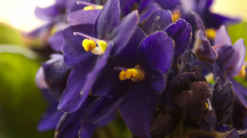 Can you put bloom buster on african violets?
