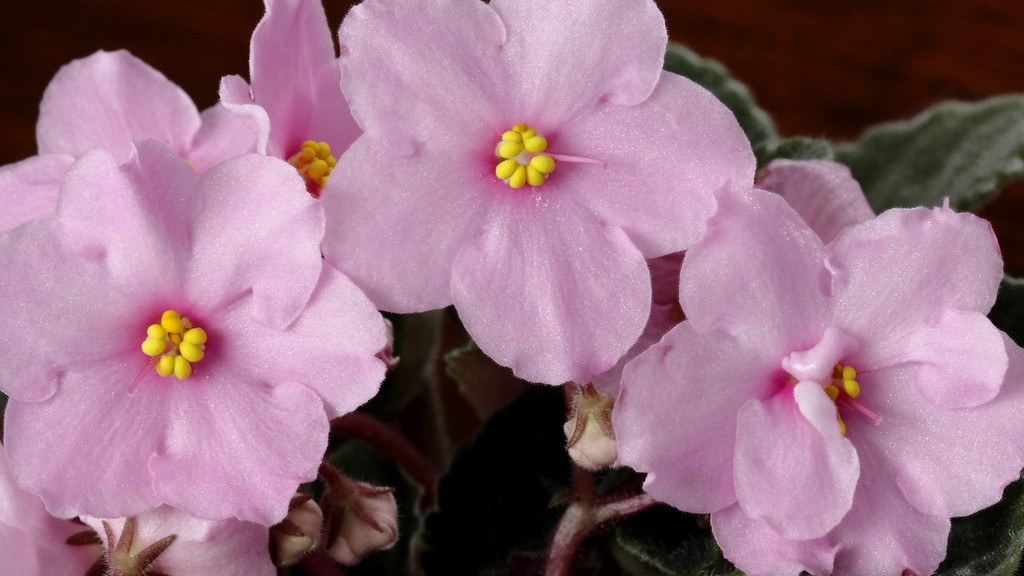 Is miracle grow good for african violets?