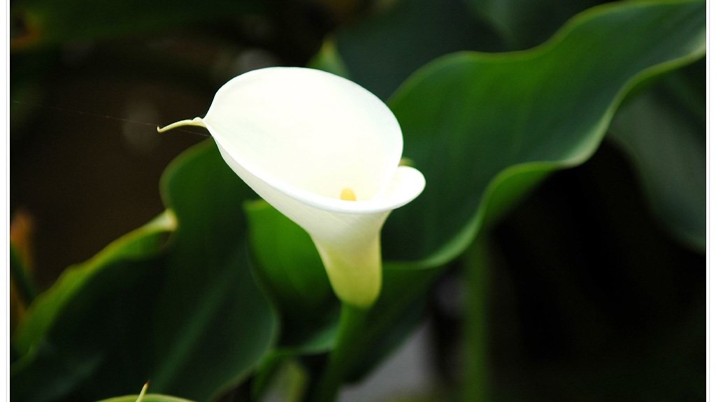 Why Is My Calla Lily Turning Yellow Grow Flovers