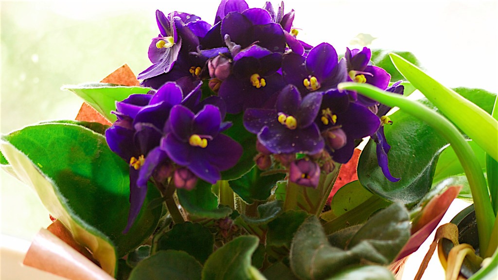 Is epsom salt good for african violets?