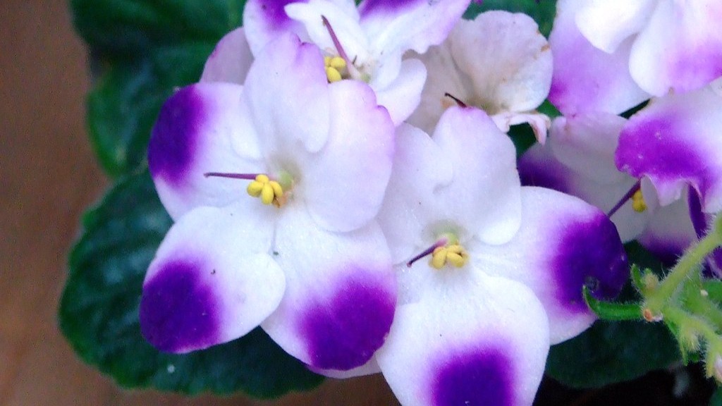 Why are my african violets not blooming?
