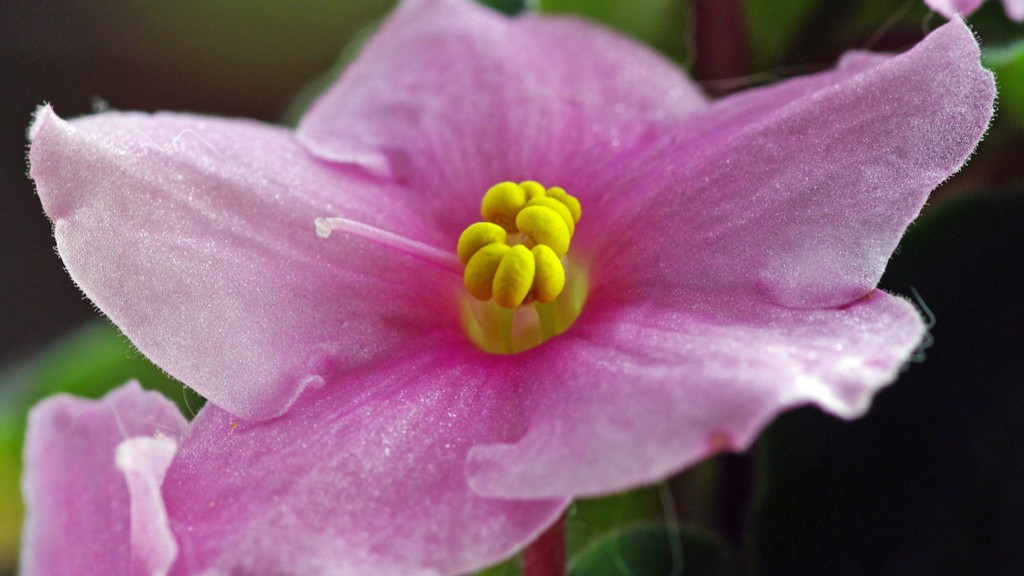 How long can african violets live?