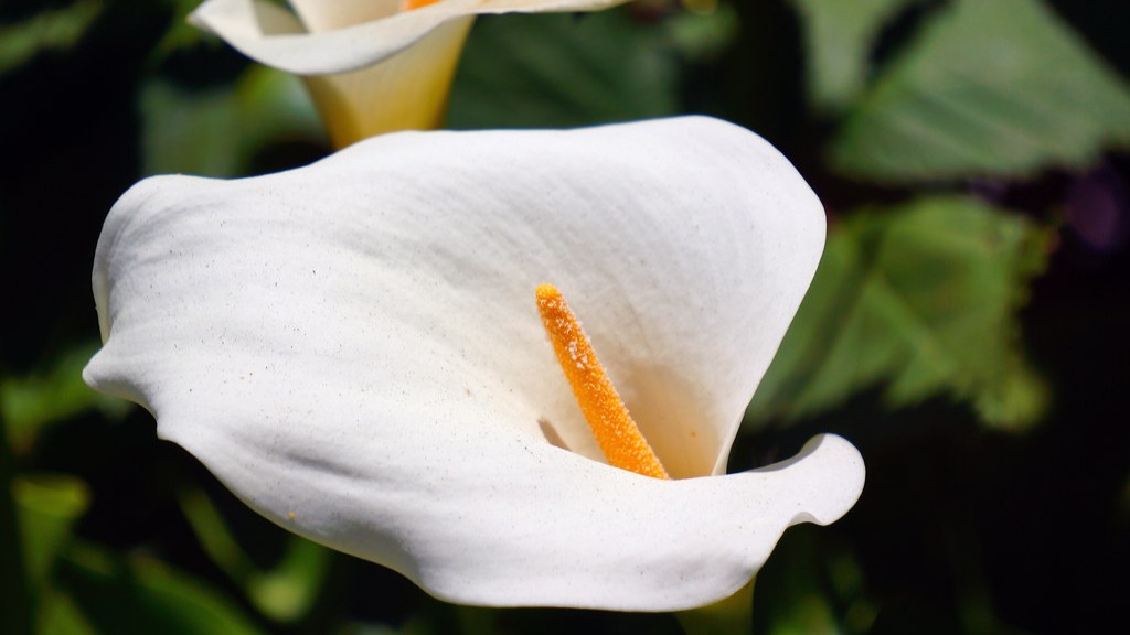 How to take care of a calla lily?