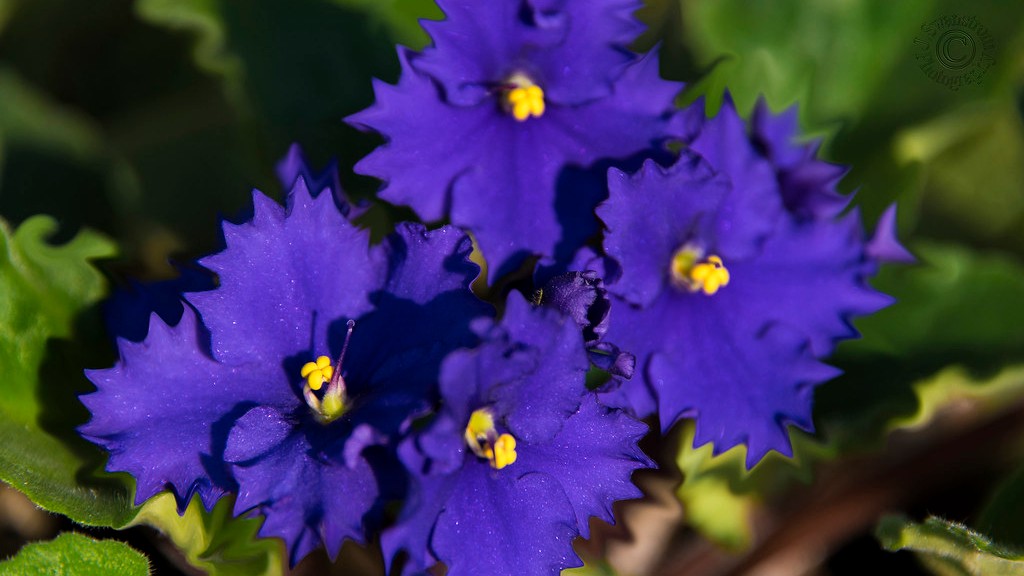 Can african violets take direct sunlight?