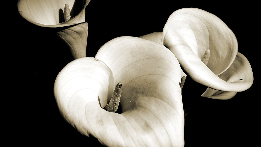 Is the calla lily poisonous to cats?