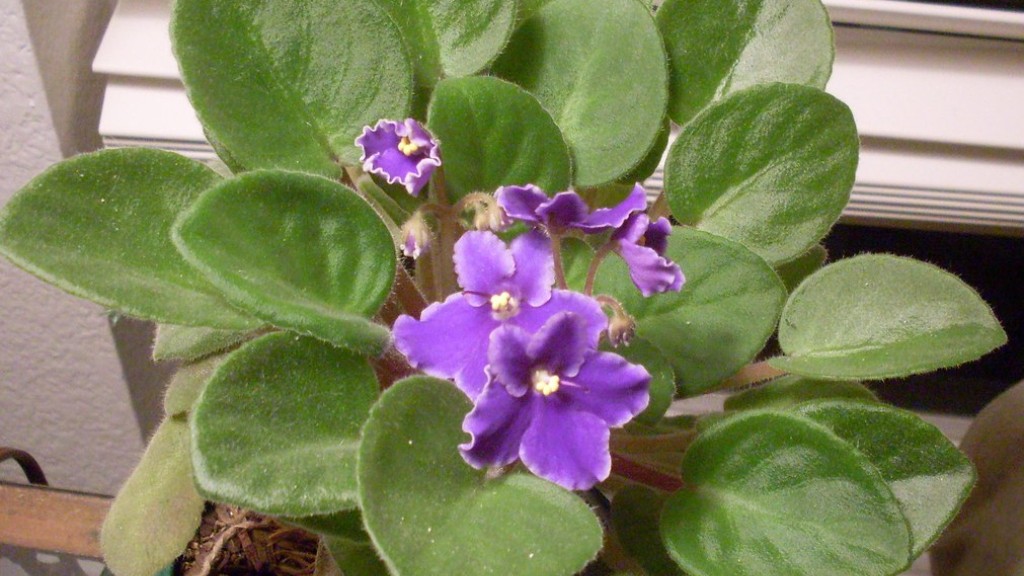 Can cats eat african violets?