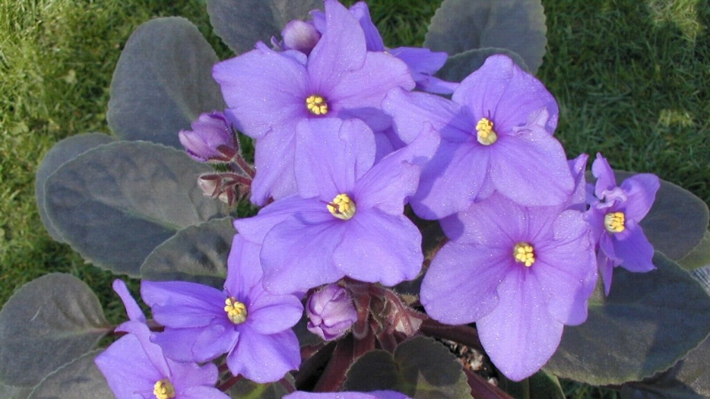 Are african violets male?