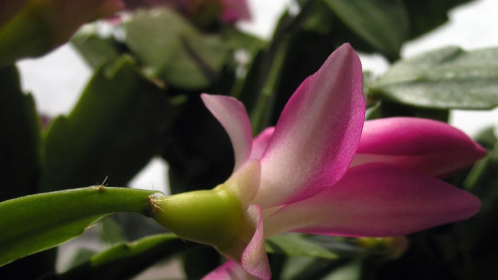 What to feed a christmas cactus?