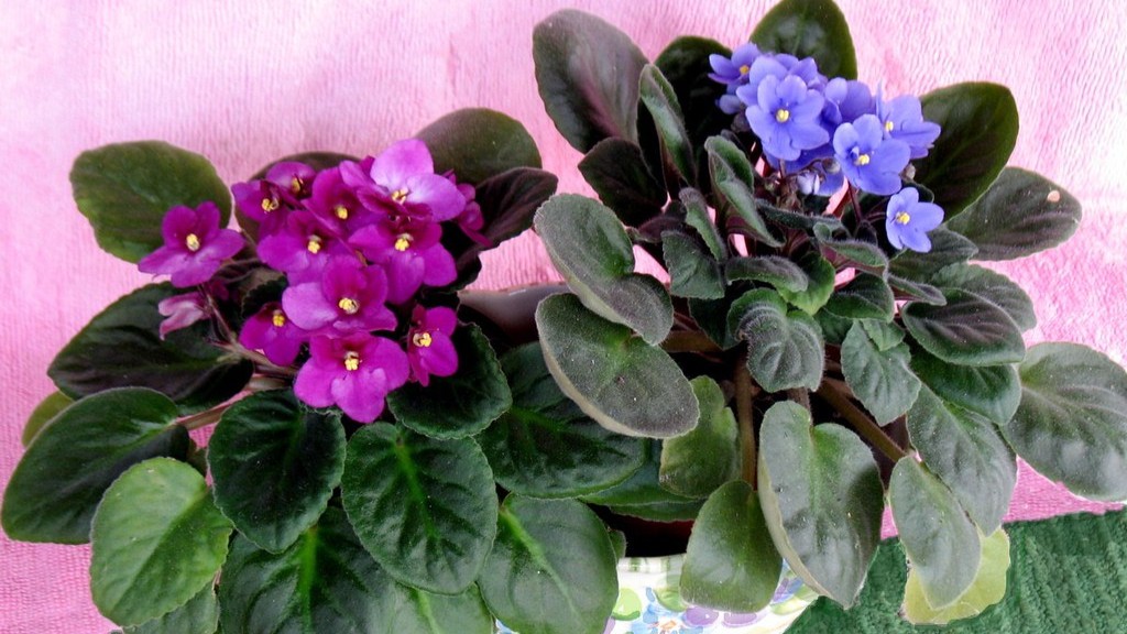 Why don’t my african violets bloom?