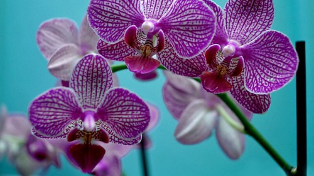 How to get phalaenopsis orchid to grow new leaves?