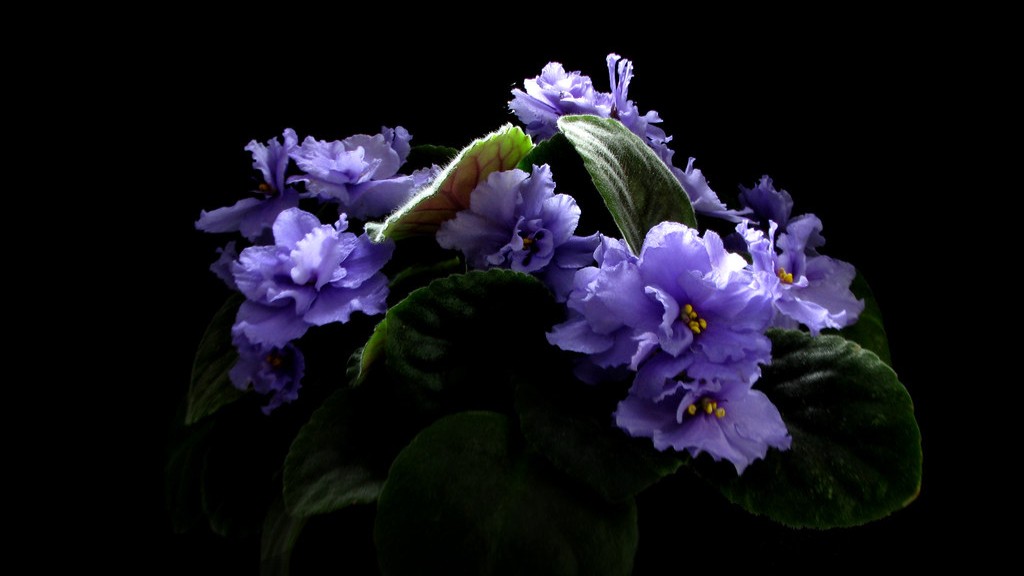 How to take care of african violets in winter?