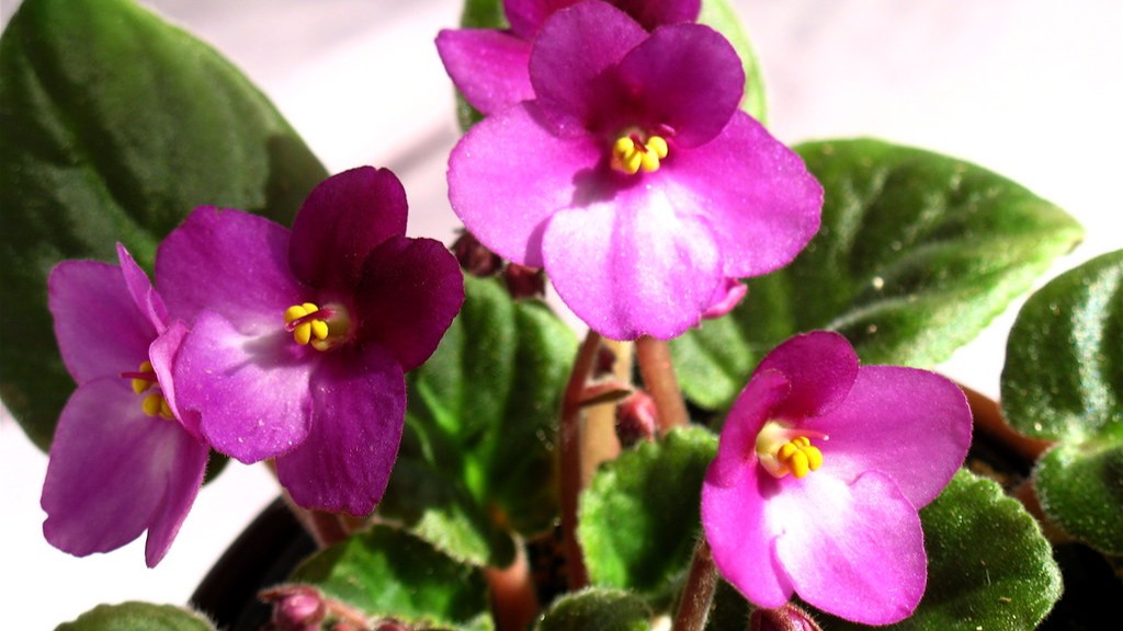 Are african violets indoor plants?
