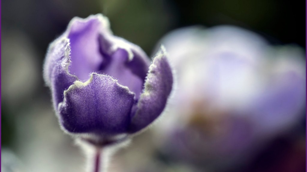 How do you divide african violets?