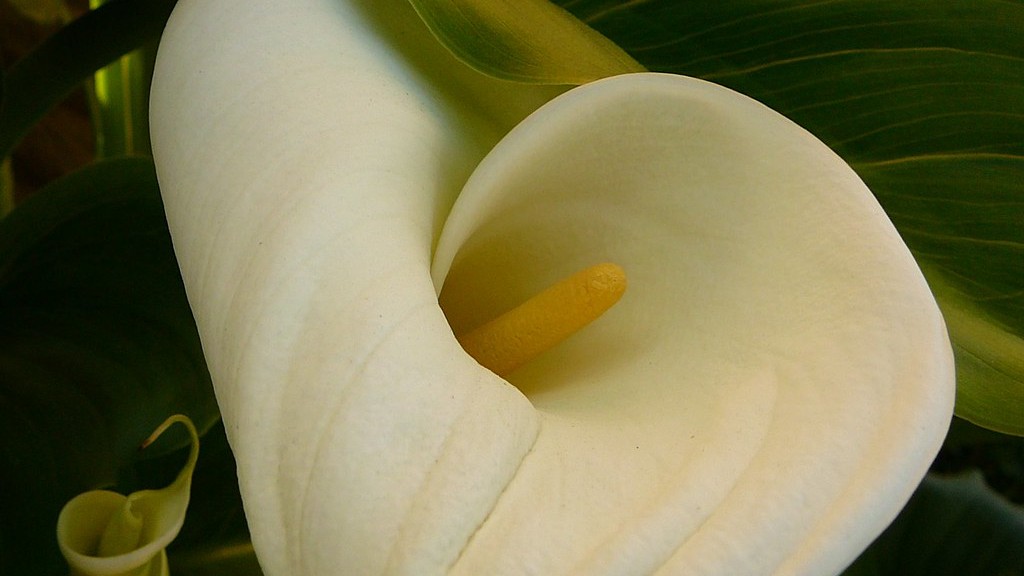 Which side is up on a calla lily bulb?