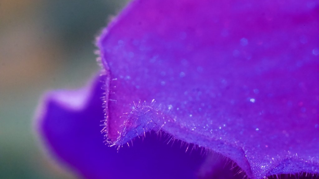 Is epsom salt good for african violets?