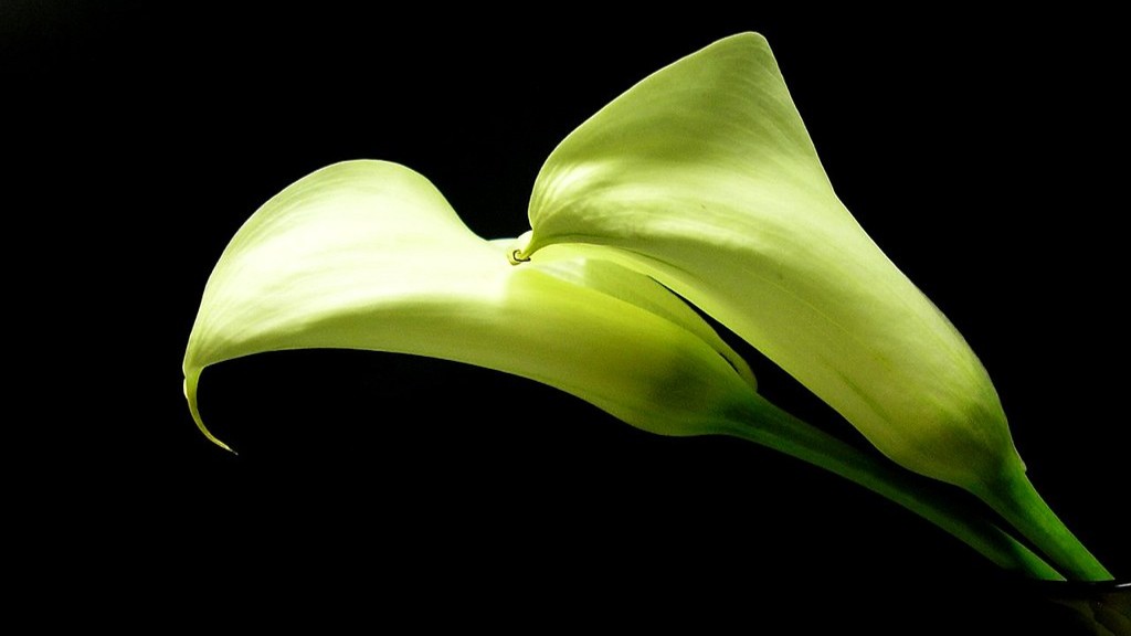Do the calla lily fliwers turn colir?