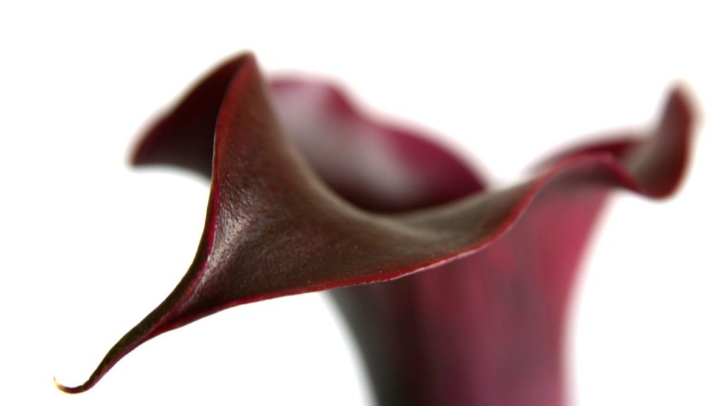 How to dry calla lily seeds? - Grow Flovers