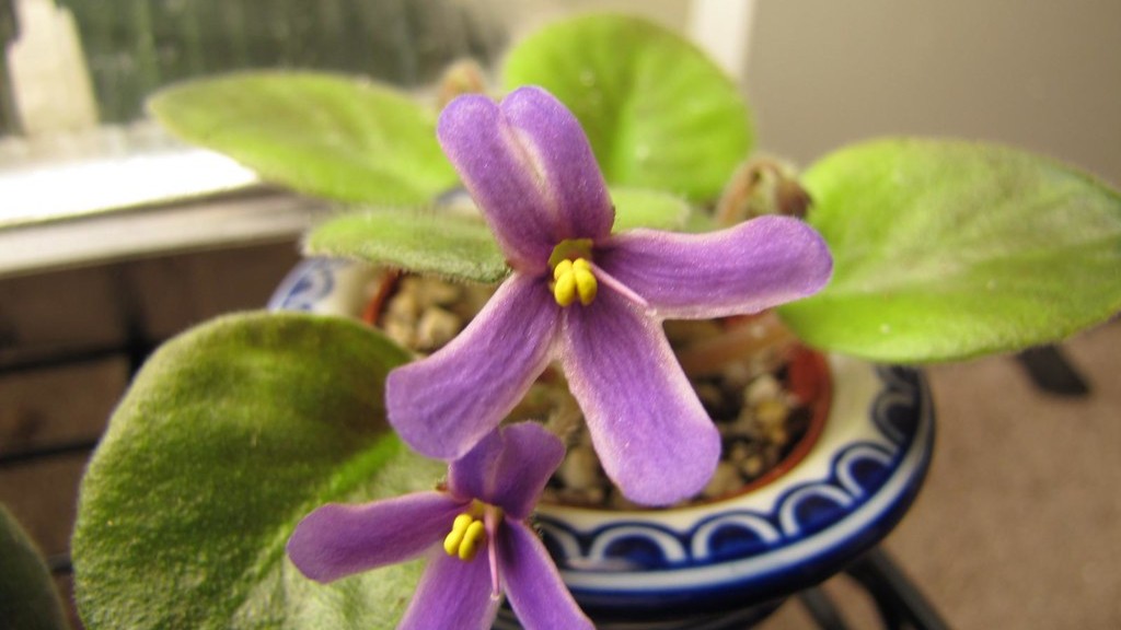 Do african violets flower all year?